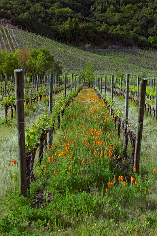 Californian Poppies in spring in Clos Apalta vineyard of Lapostolle Apalta Colchagua Valley Chile