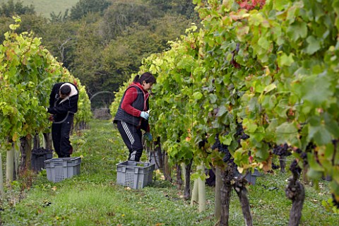 Picking Pinot Noir grapes in The Wooldings vineyard of Coates  Seely Whitchurch Hampshire England
