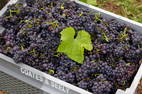 Cagette of harvested Pinot Noir grapes in The Wooldings vineyard of Coates  Seely Whitchurch Hampshire England