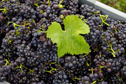 Harvested Pinot Noir grapes in The Wooldings vineyard of Coates  Seely Whitchurch Hampshire England