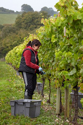 Picking Pinot Noir grapes in The Wooldings vineyard of Coates  Seely Whitchurch Hampshire England
