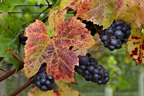 Pinot Noir grapes in The Wooldings vineyard of Coates  Seely Whitchurch Hampshire England