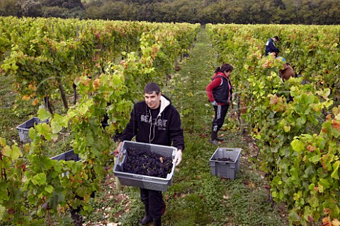 Harvesting Pinot Noir grapes in The Wooldings vineyard of Coates  Seely Whitchurch Hampshire England