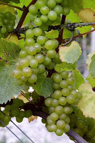 Chardonnay grapes with chalk soil behind in The Wooldings vineyard of Coates  Seely Whitchurch Hampshire England