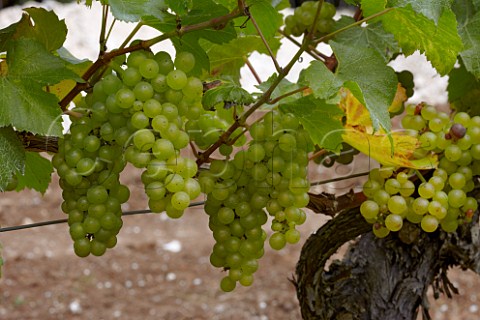 Chardonnay grapes in The Wooldings vineyard of Coates  Seely Whitchurch Hampshire England