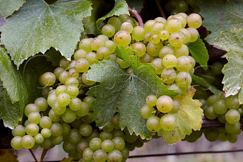 Chardonnay grapes in The Wooldings vineyard of Coates  Seely Whitchurch Hampshire England