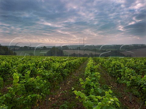 Dawn breaking over The Wooldings vineyard of Coates  Seely Whitchurch Hampshire England