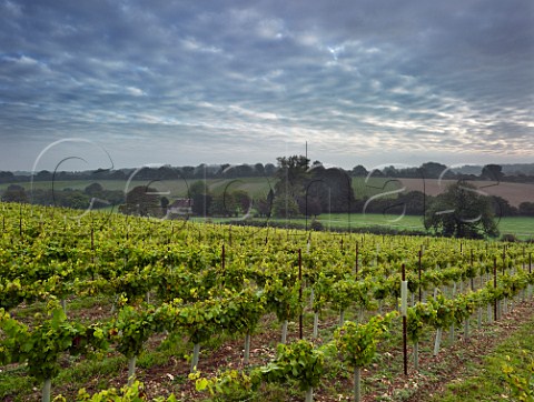 Dawn breaking over The Wooldings vineyard of Coates  Seely Whitchurch Hampshire England