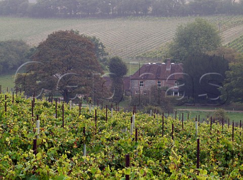 The Wooldings vineyard of Coates  Seely Whitchurch Hampshire England
