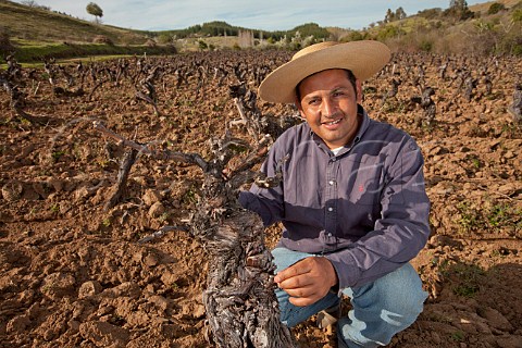 Renan Cancino viticulturist in old Carignan vineyard of Nivaldo Morales Sauzal Maule Valley Chile