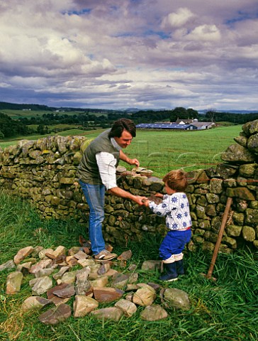 Young boy helping his father repair a drystone wall  Auldgirth near Dumfries Dumfries and Galloway Scotland