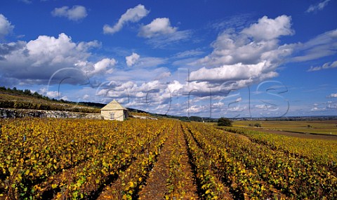 Cabotte in the Bouchard Pre et Fils section of Le Montrachet vineyard  PulignyMontrachet Cte dOr France  Cte de Beaune Grand Cru