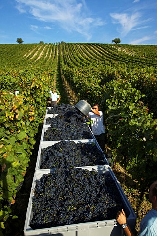 Harvesting Blaufrnkisch grapes in the Hochberg vineyard of Gesellmann at  Deutschkreutz Burgenland Austria   Mittelburgenland
