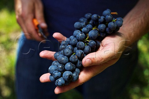Harvesting Blaufrnkisch grapes in vineyard of Weingut Krutzler DeutschSchtzen Austria  Sudburgenland