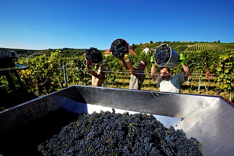Harvesting Blaufrnkisch grapes in vineyard of Weingut Krutzler DeutschSchtzen Austria  Sudburgenland