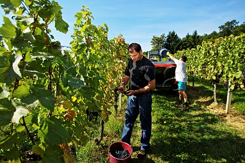 Reinhold Krutzler picking Blaufrnkisch grapes in vineyard of Weingut Krutzler DeutschSchtzen Austria  Sudburgenland