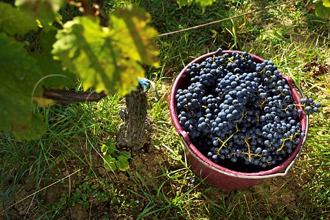 Bucket of harvested Blaufrnkisch grapes in vineyard of Weingut Krutzler DeutschSchtzen Austria  Sudburgenland