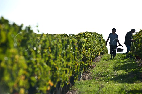 Pickers in Merlot vineyard of Chteau la Tour du Pin Figeac GiraudBlivier  Saintmilion Gironde France   Stmilion  Bordeaux