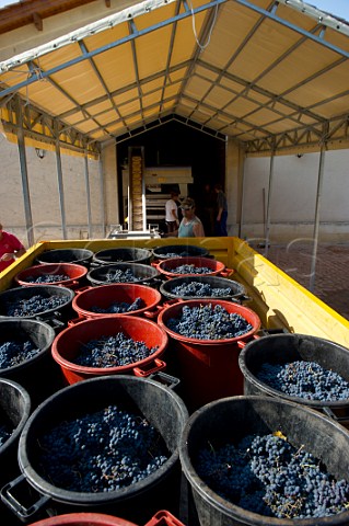 Harvested Merlot grapes arriving at Chteau Daugay Saintmilion Gironde France  Stmilion  Bordeaux