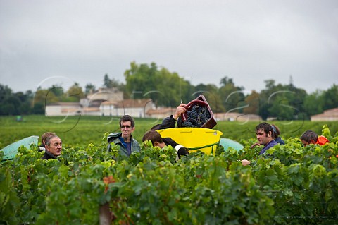 Harvesting Merlot grapes in vineyard of Chteau la Tour du Pin Figeac GiraudBlivier  Saintmilion Gironde France   Stmilion  Bordeaux