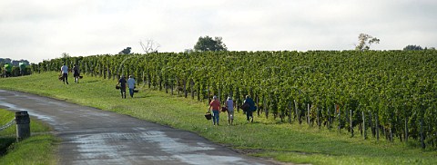 Pickers in vineyard of Chteau la Tour du Pin Figeac GiraudBlivier  Saintmilion Gironde France   Stmilion  Bordeaux