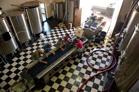 Harvested Merlot grapes on the sorting table at Chteau Daugay Stmilion Gironde France   Saintmilion  Bordeaux