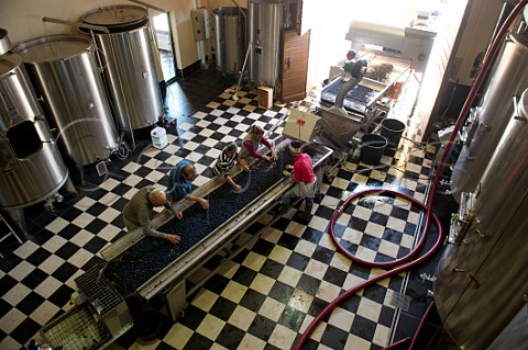 Harvested Merlot grapes on the sorting table at Chteau Daugay Stmilion Gironde France   Saintmilion  Bordeaux