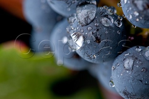 Rain drops on Merlot grapes in vineyard of Chteau la Tour du Pin Figeac GiraudBlivier Saintmilion Gironde France Stmilion  Bordeaux