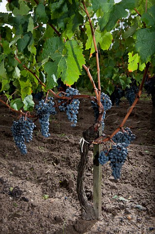 Merlot grapes in vineyard of Chteau la Tour du Pin Figeac GiraudBlivier Saintmilion Gironde France Stmilion  Bordeaux