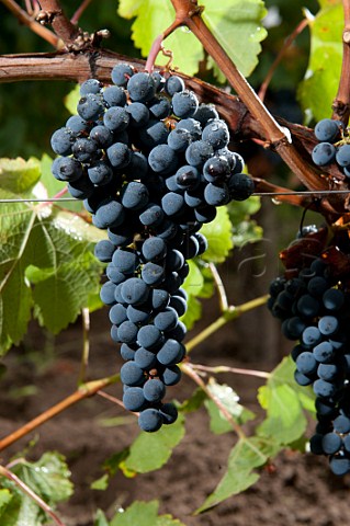 Merlot grapes in vineyard of Chteau la Tour du Pin Figeac GiraudBlivier Saintmilion Gironde France Stmilion  Bordeaux