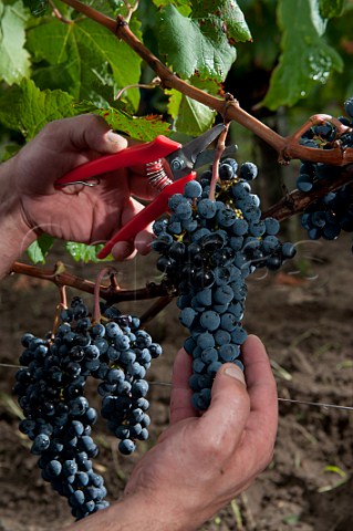 Picking Merlot grapes in vineyard of Chteau la Tour du Pin Figeac GiraudBlivier Saintmilion Gironde France Stmilion  Bordeaux