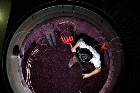 Shovelling the grape skins out of the fermenter so that they can be pressed to extract the press wine  Chteau Faugres StEtiennedeLisse near Saintmilion Gironde France Stmilion  Bordeaux