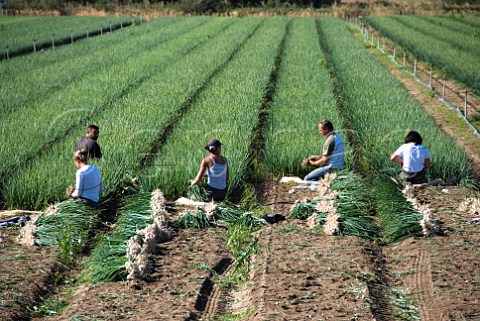Workers harvesting onions IndreetLoire France