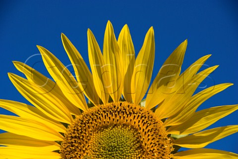 Sunflower near Saumur MaineetLoire France