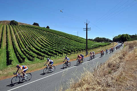Cyclists in the Tour Down Under passing a vineyard in the Adelaide Hills South Australia