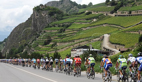 Cyclists in the Tour de Suisse passing terraced vineyards in the Rhne Valley near Sierre Valais Switzerland