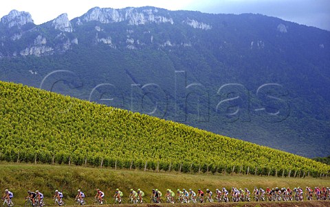 Cyclists in the Dauphin Libr climbing past vineyard on the Col du Chat near Chambry Savoie France