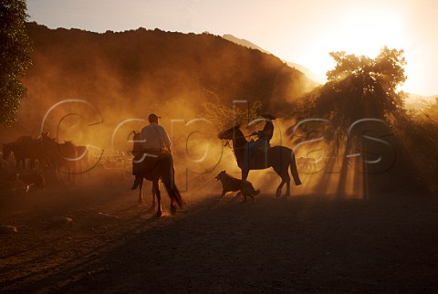Huasos herding sheep at sunset in the Tumuan Valley near San Fernando Chile