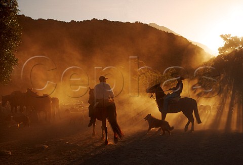 Huasos herding sheep at sunset in the Tumuan Valley near San Fernando Chile