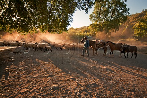 Huaso herding sheep at sunset in the Tumuan Valley near San Fernando Chile