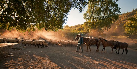 Huaso herding sheep at sunset in the Tumuan Valley near San Fernando Chile