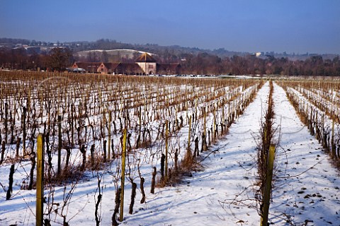 Denbies vineyard in the snow with the winery and visitor centre beyond Dorking Surrey England