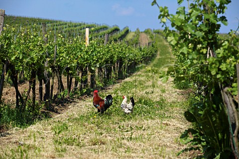 Chickens in vineyard near Gttlesbrunn Niedersterreich Austria  Carnuntum
