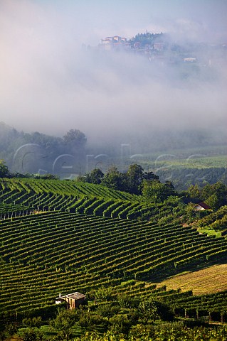 Morning fog dissipating over vineyards near Priocca between Alba and Asti   Piemonte Italy   Roero  Nebbiolo dAlba