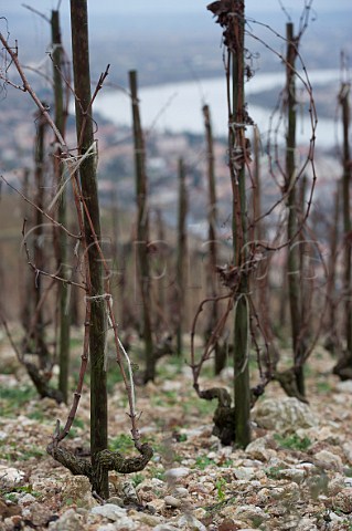 Syrah vines in winter in the granite soil of the hill of Hermitage TainlHermitage Drme France  Hermitage
