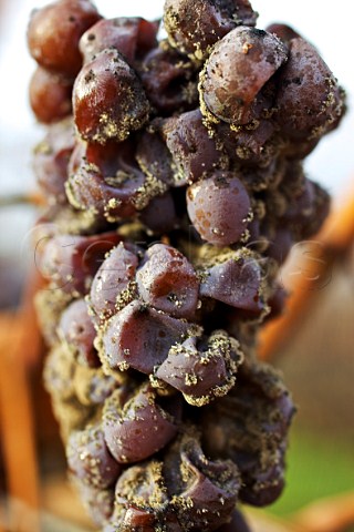 Sauvignon Blanc grapes affected with botrytis noble rot    Burgenland Austria
