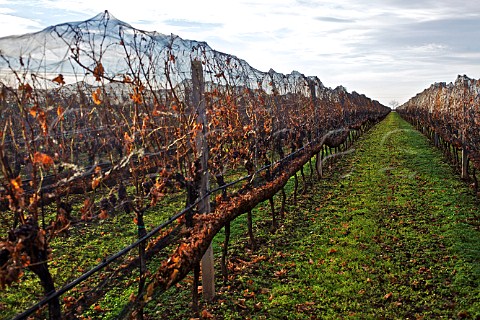 Bird netting on vines to protect grapes affected with botrytis noble rot  Illmitz Burgenland  Austria  Neusiedlersee