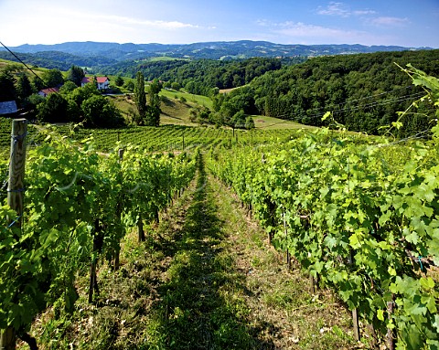 Vineyards at Eckberg near Gamlitz Steiermark Austria   Sdsteiermark