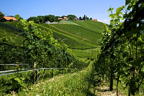 Hail netting on the Hochgrassnitzberg vineyard Spielfeld Steiermark Austria Sdsteiermark