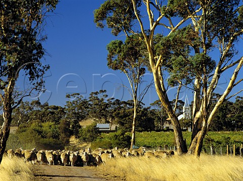 Moving sheep past Henschkes Hill of Grace vineyard with Gnadenberg Lutheran Church beyond  Near Keyneton South Australia  Eden Valley